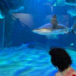 Reb Sea enfant face au requin au Deaquariuem Rebellssime Family