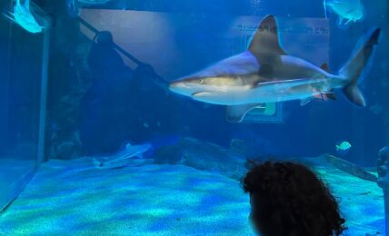 Reb Sea enfant face au requin au Deaquariuem Rebellssime Family