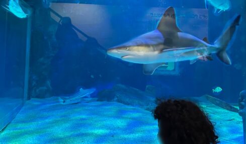 Reb Sea enfant face au requin au Deaquariuem Rebellssime Family