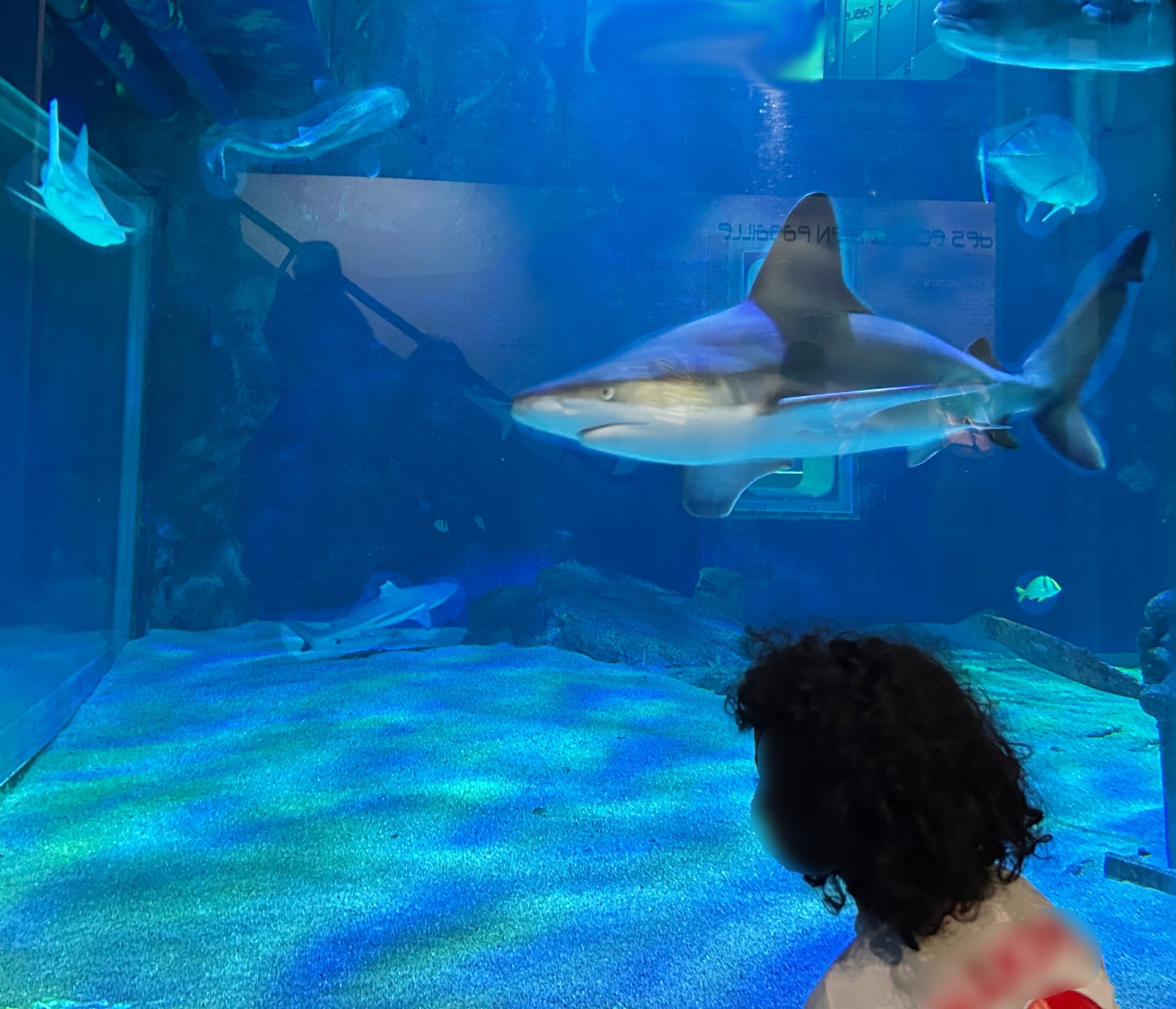 Reb Sea enfant face au requin au Deaquariuem Rebellssime Family